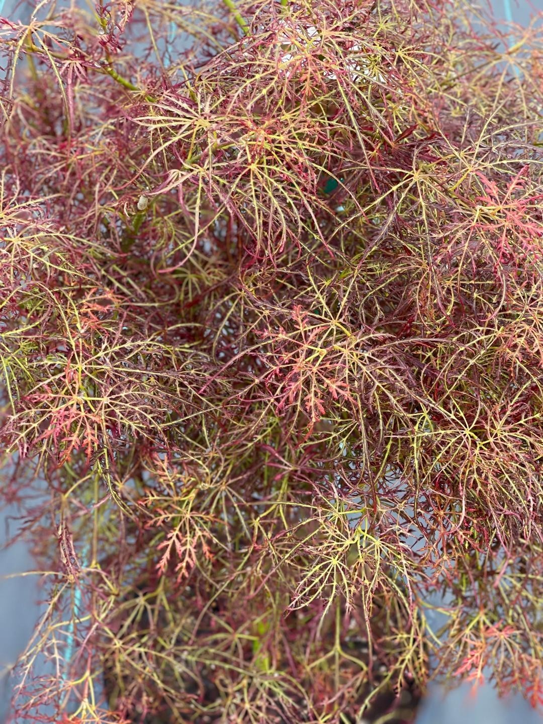 Acer Palmatum 'Baby Lace' Japanese Maple 2 Feet Standard, Me...