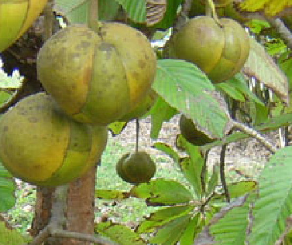 Dillenia Indica Elephant Apple Seeds (10)