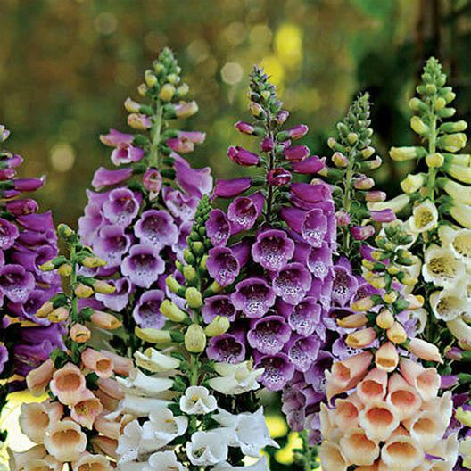 Foxglove Dwarf Foxy Mix Deer Resistant Biennial 400 Seeds