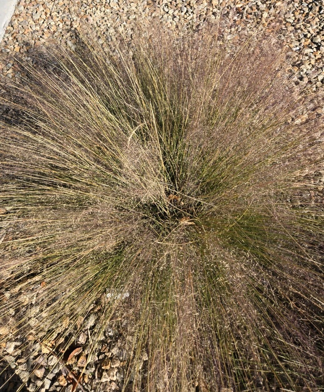 Pink Muhly Grass Seeds - Muhlenbergia Capillaris, 50 Seeds