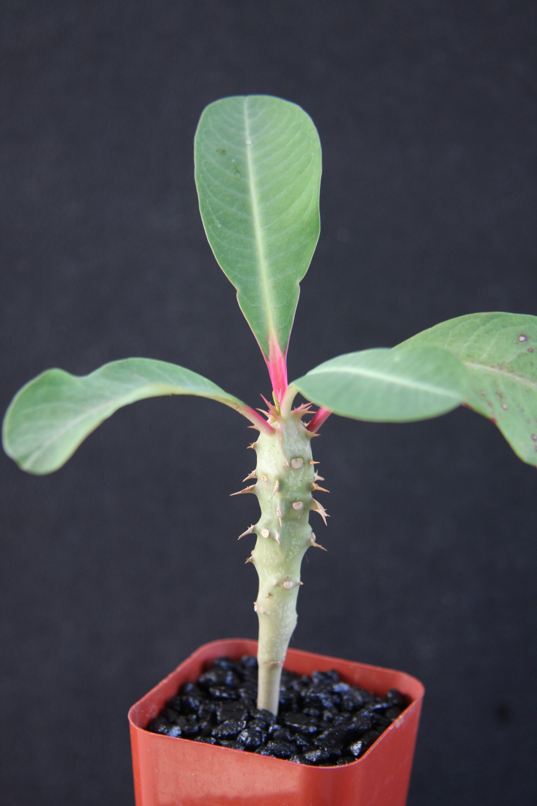 Euphorbia Viguieri Exotic Rare Succulent Madagascar Palm Cac...