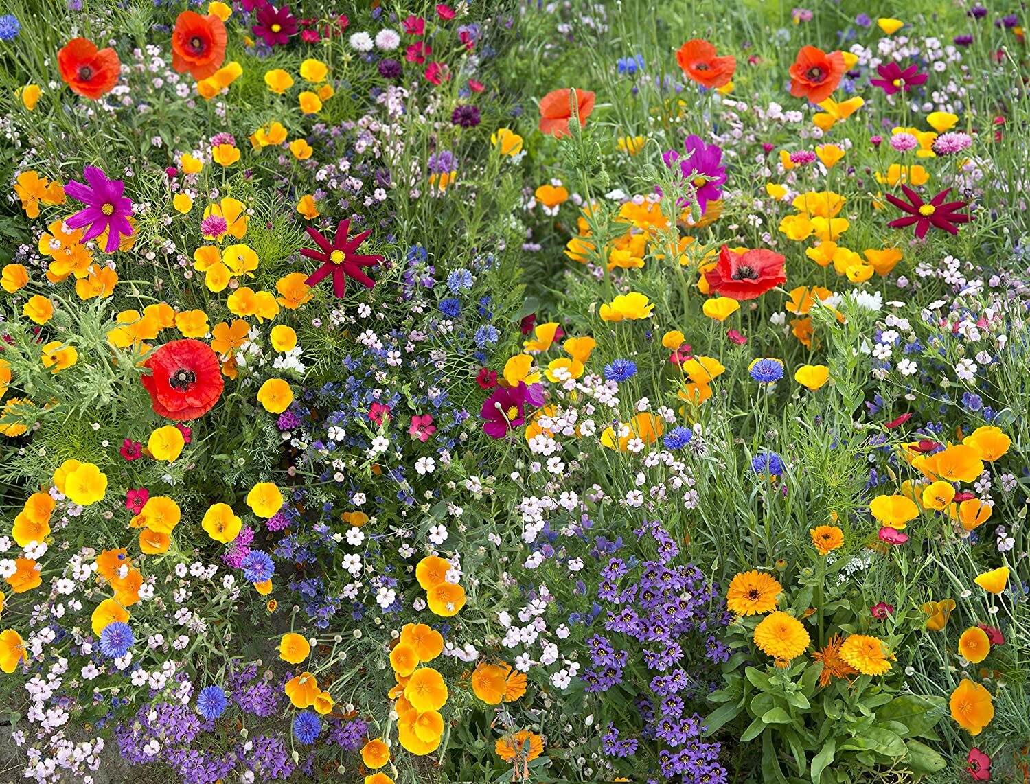 Hummingbird and Butterfly Wildflower Mix, 17 Stunning Specie...