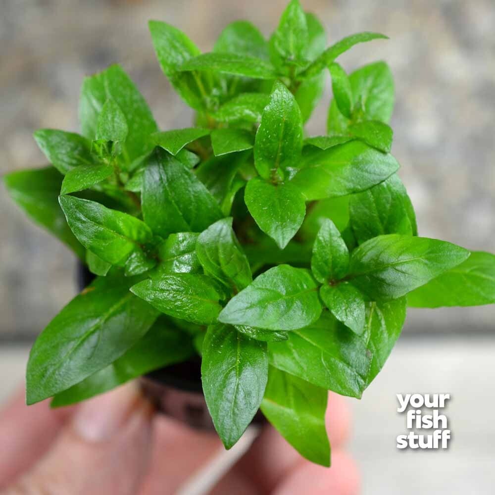 Staurogyne repens Live Aquarium Plants - Premium Aquatic Pla...