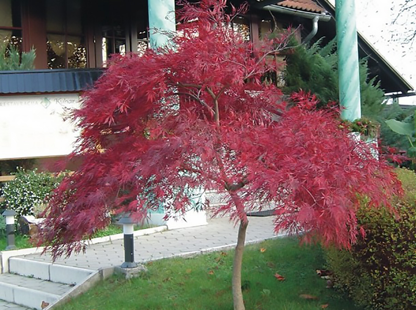 Lace Leaf Japanese Maple, Acer Palmatum Dissectum Tree Seeds