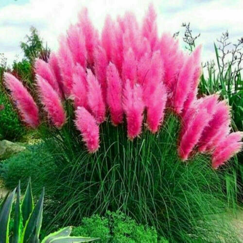 Pink Pampas Grass Seeds, 200 Count Perennial Ornamental Gras...