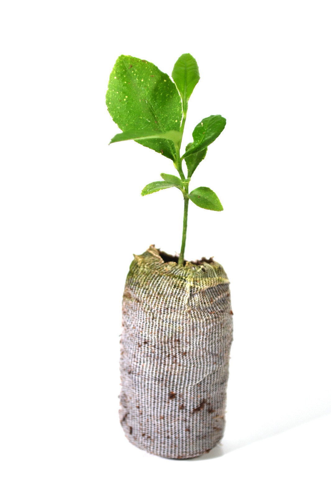 Lemon, Lime & Orange Trees - Lot of 3 - Citrus Starter Pack