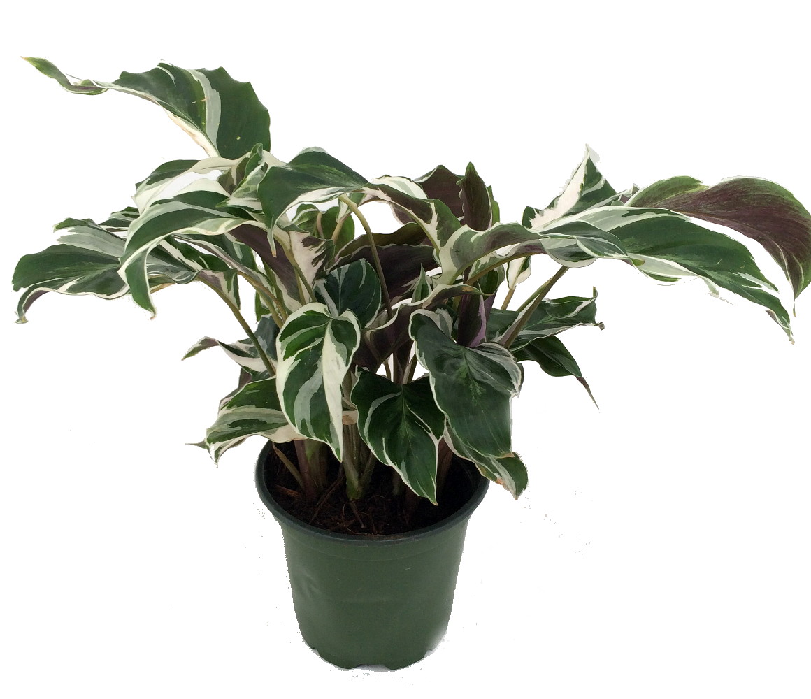 Fusion White Peacock Plant - Calathea - Easy Care 4" Potted...