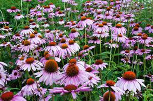 Purple Coneflower Seeds - 1000 Seeds