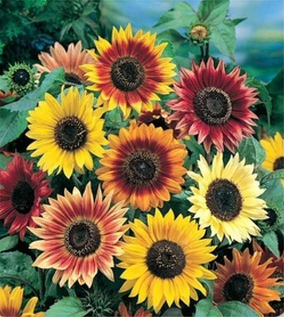 Autumn Beauty Sunflower Mix, Colorful, Variety Sizes