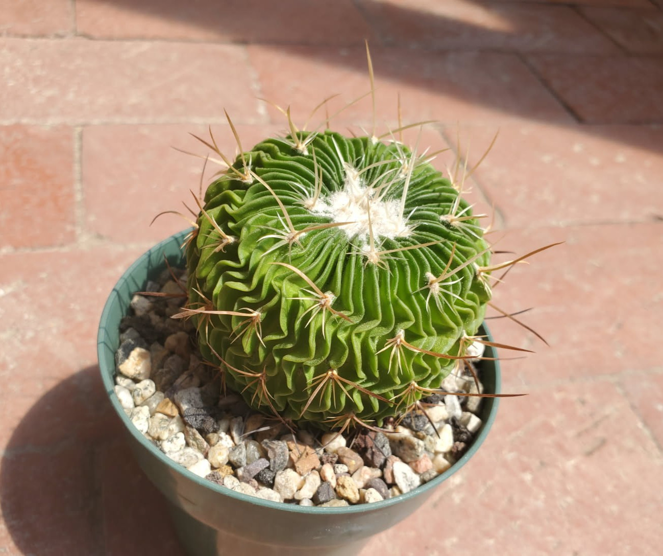 Echinofossulocactus Multicostatus Live Plant