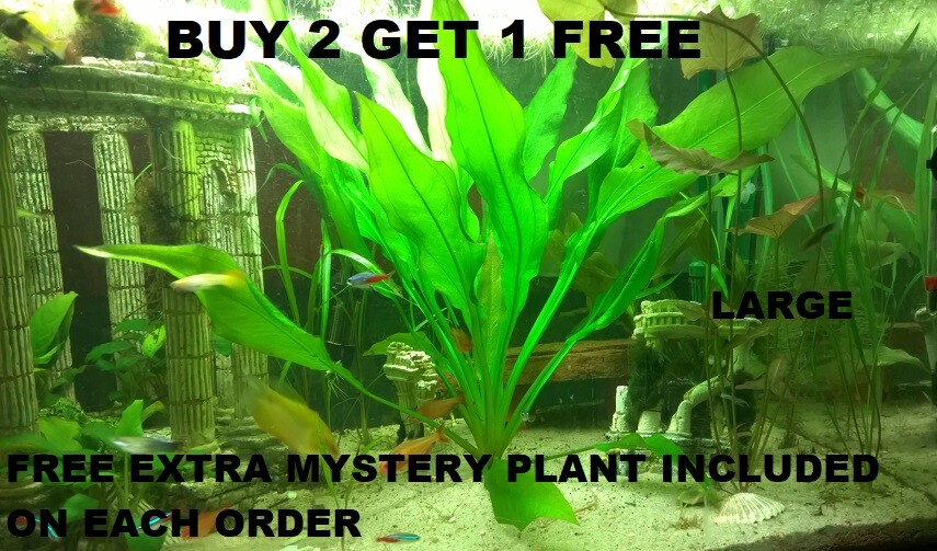 Amazon Sword - Echinodorus Bleheri Live Aquarium Plant Bundl...