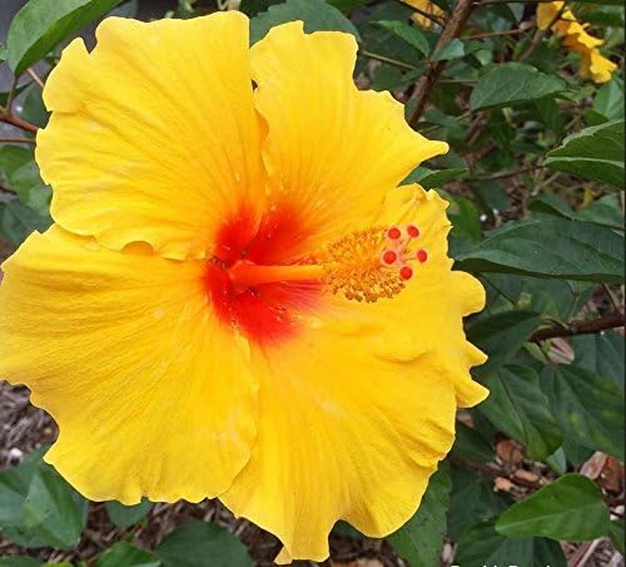 Hawaiian Yellow Hibiscus Plant Cutting – Grow Hawaii
