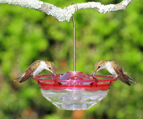 Aspects 433 HummBlossom 4 Oz Hanging Rose Hummingbird Feeder