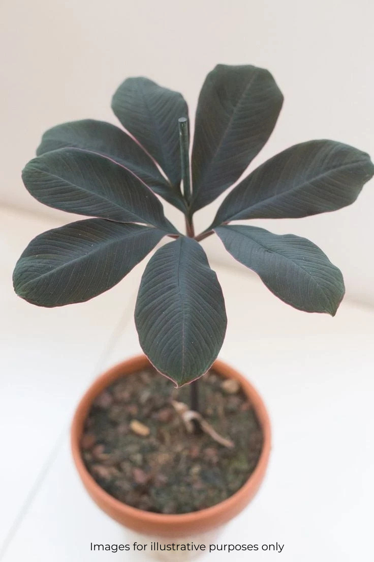 Exotic Amorphophallus Atroviridis Caudex Plant 1 Inch Bulb