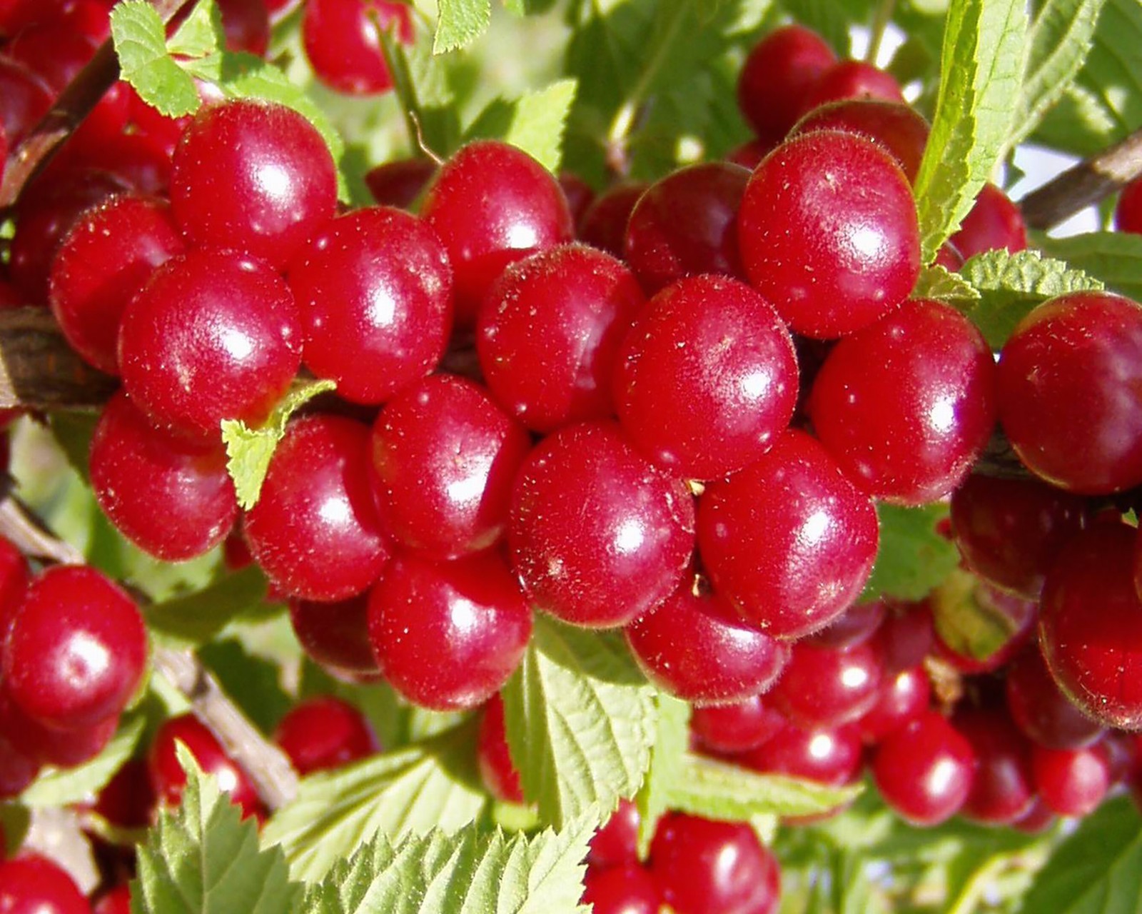 Nanking Bush Cherry Prunus Tomentosa Shrub Seeds (Edible, Ha...