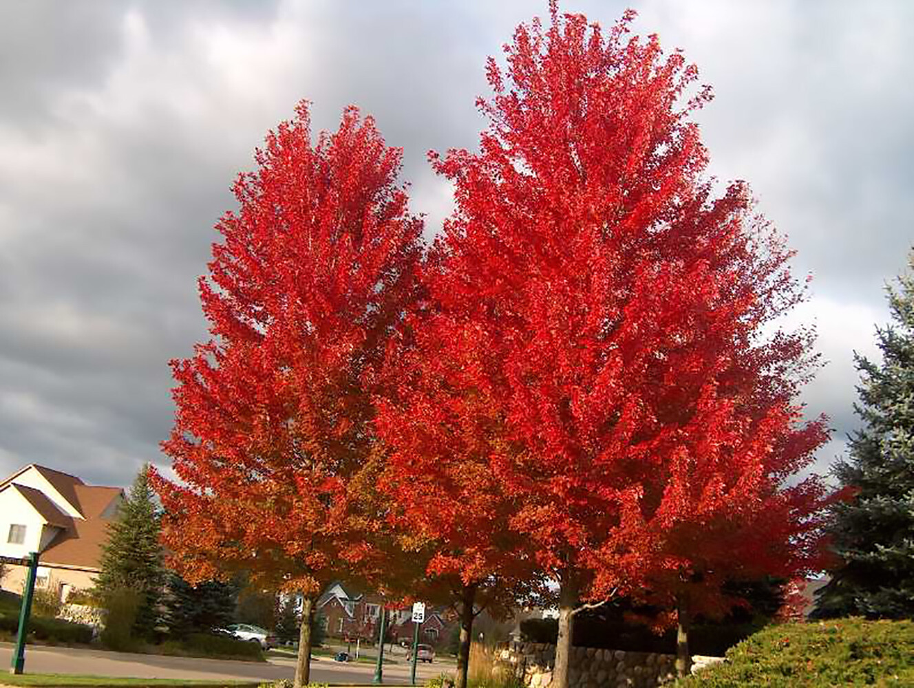 Red Maple Tree Seeds | Acer rubrum | Fall Colors
