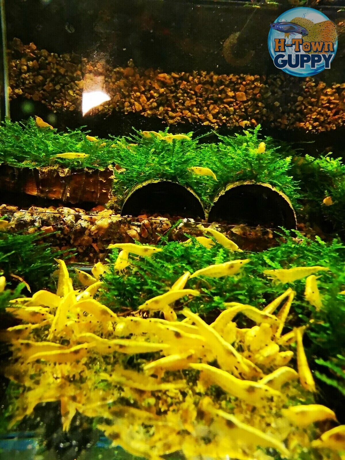 Neon Yellow Freshwater Shrimp - Live Guarantee