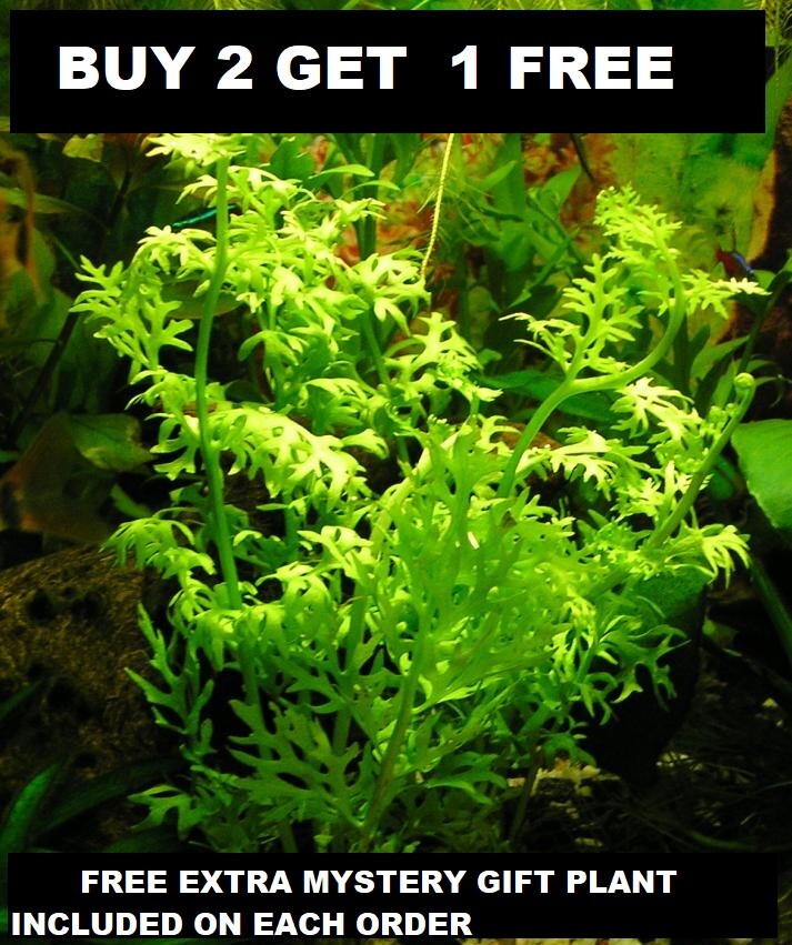 Water Sprite Live Aquarium Plant Bundle - BUY2GET1FREE