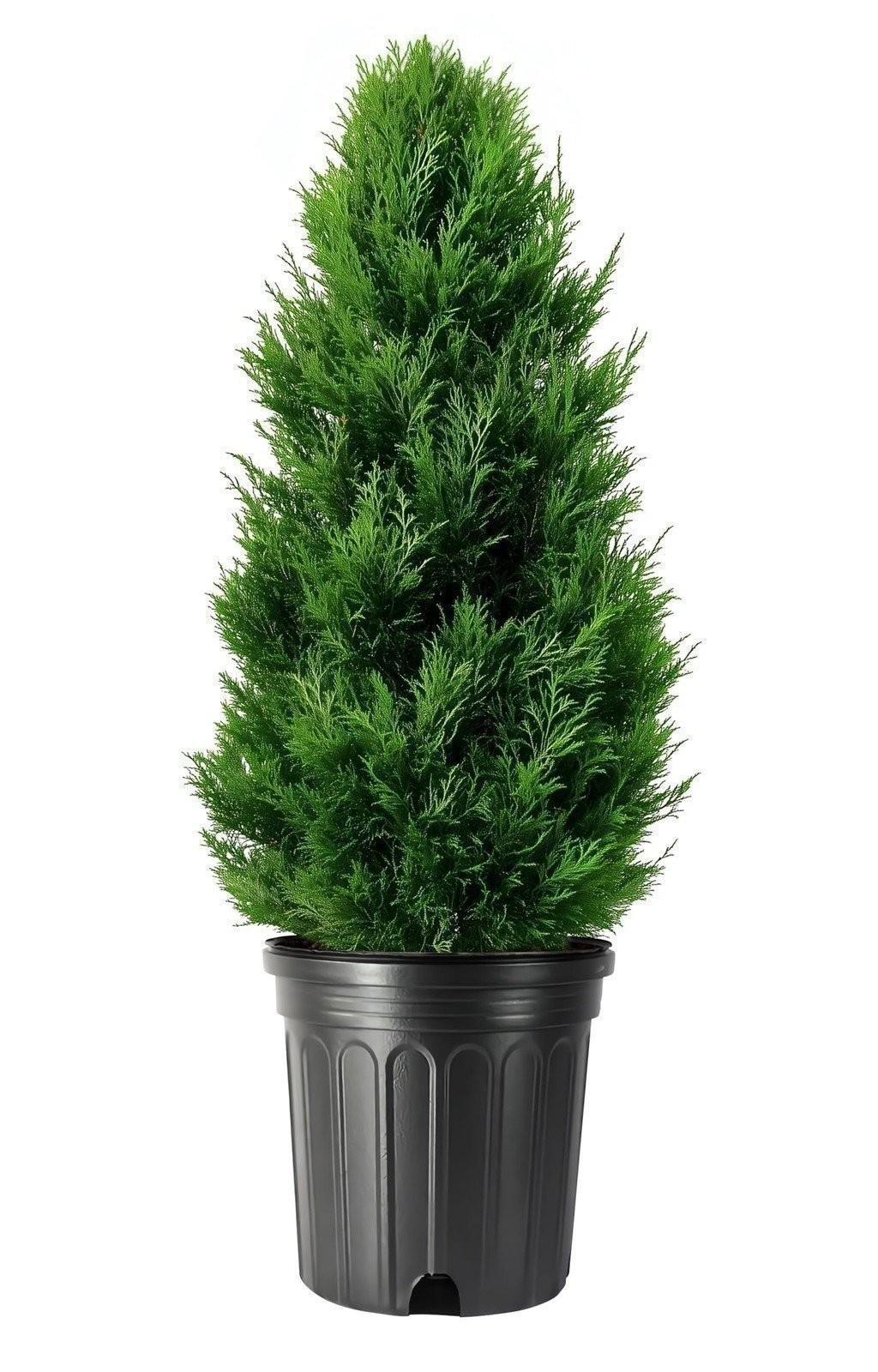 Thuja Emerald Green Arborvitae 1 Gallon