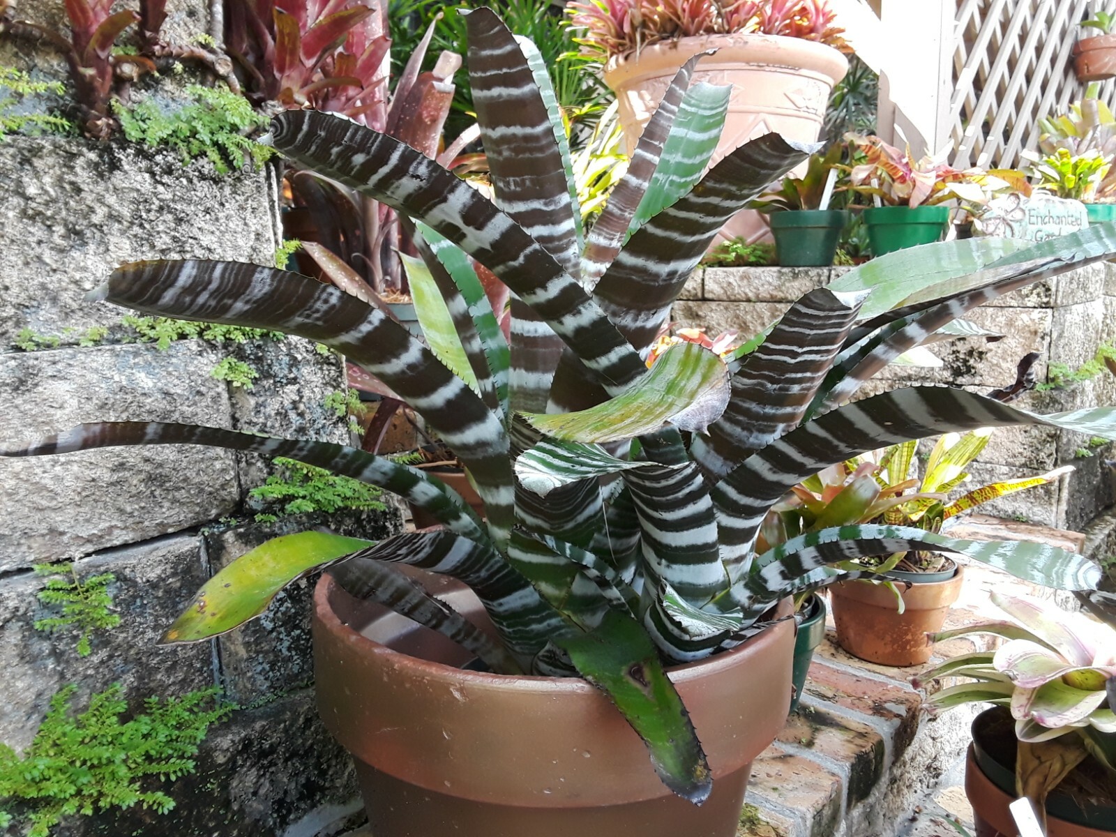 Aechmea Black Chantinii Bromeliad Tropical Plant - Big