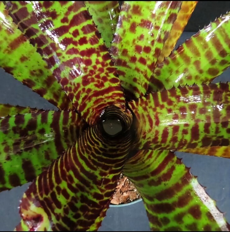 Bromeliad Neoregelia Hannibal Lecter