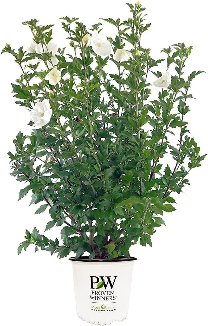 Rose of Sharon Hibiscus Shrub - White Chiffon Flowers - 3 Si...
