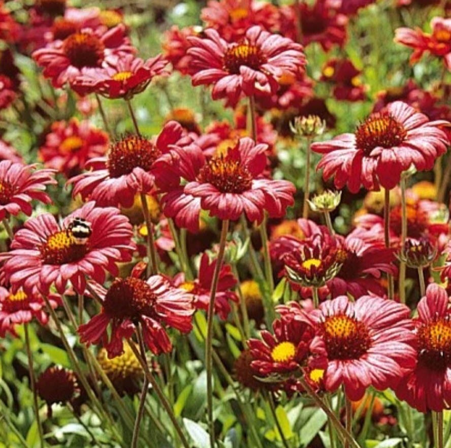 Gaillardia Perennial Flowers - Burgundy Red Native Seeds - 1...