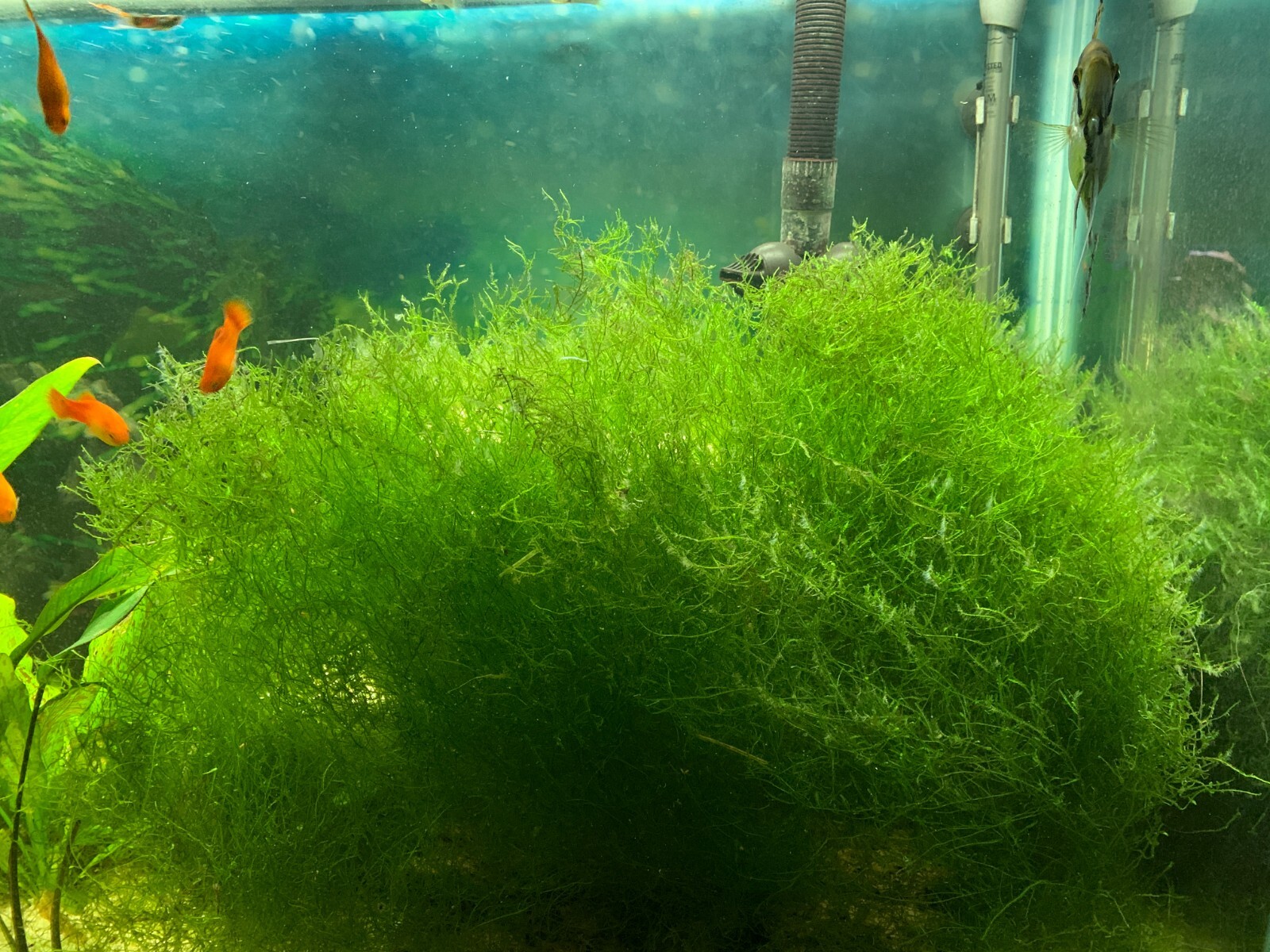 Live Java Moss Aquarium Plant – Safe for Baby Fish