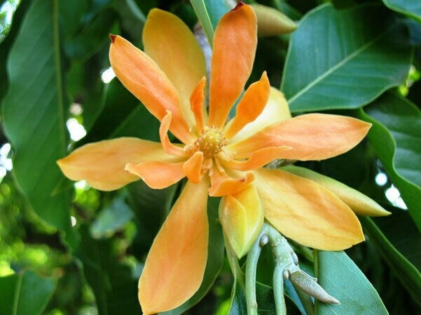 Magnolia Champaca | Yellow Orchid Tree | 20 Seeds