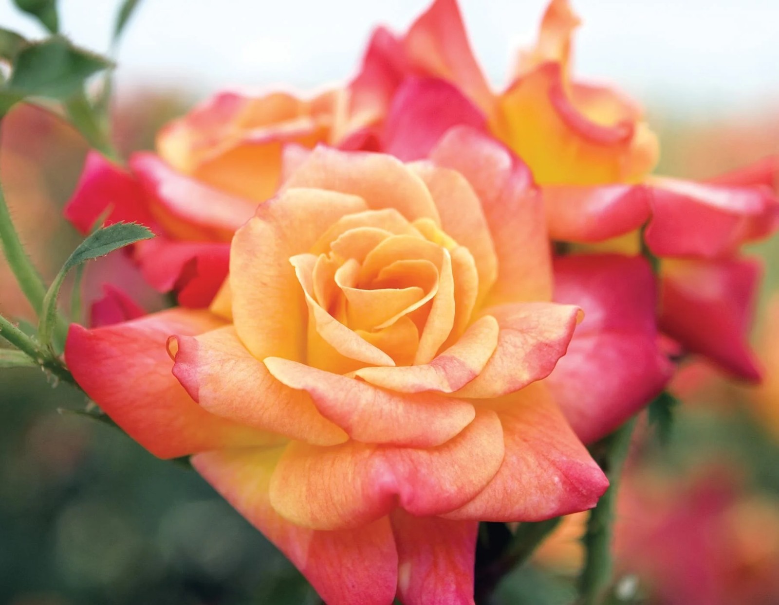 Josephs Coat Climbing Rose - Live Plant (1 QT)