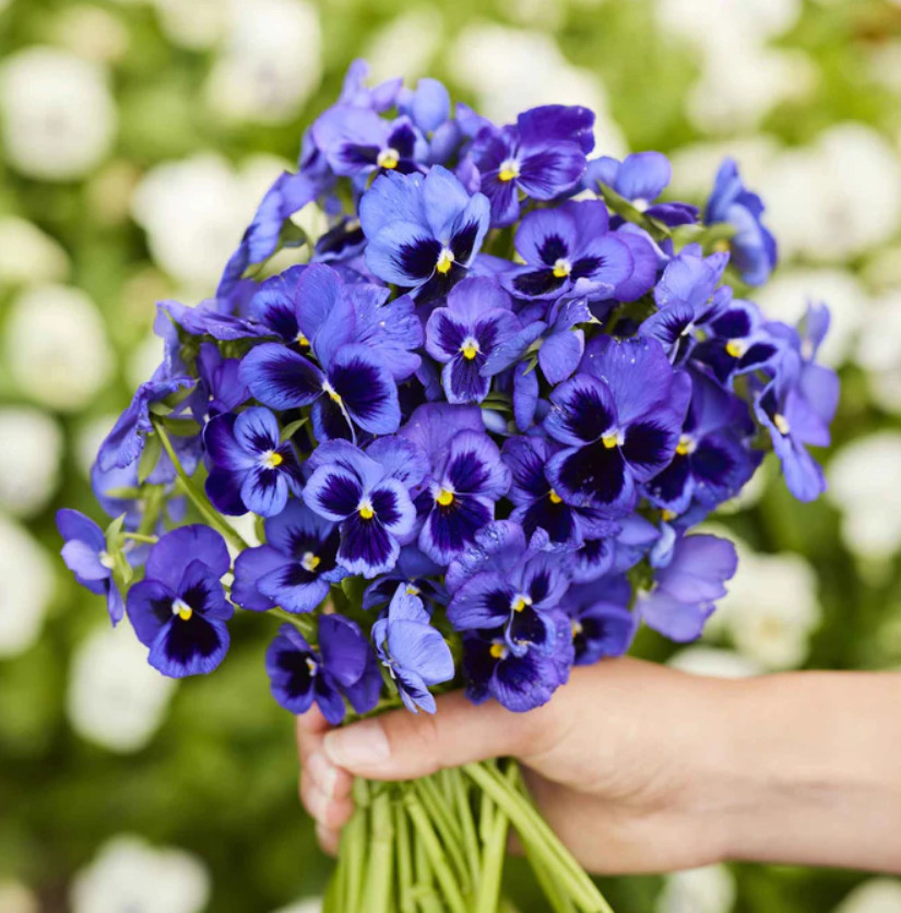 PANSY Swiss Giants Ullswater Cobalt Blue Cool Weather NonGMO...