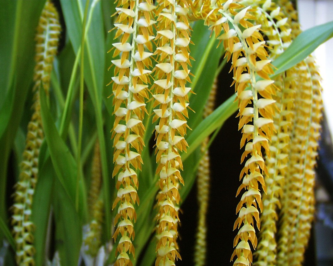 Dendrochilum Magnum Fragrant Live Orchid Plant 2ft