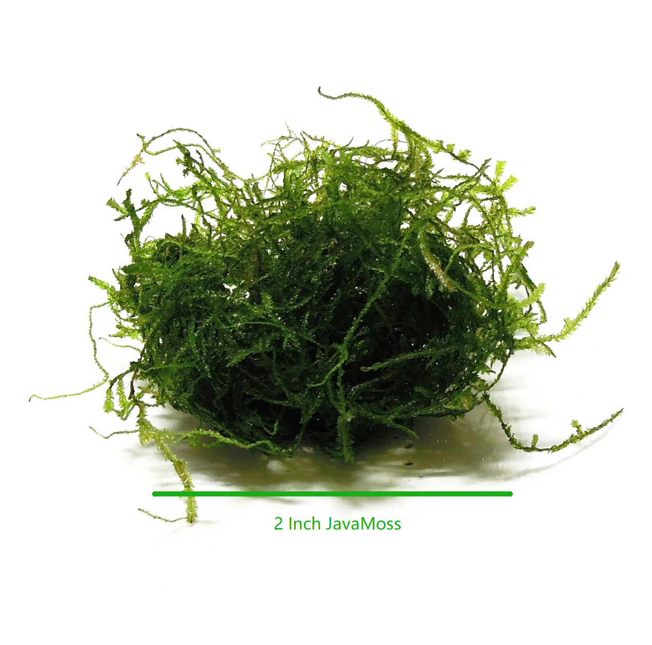 Vesicularia Dubyana Java Moss Aquarium Plant