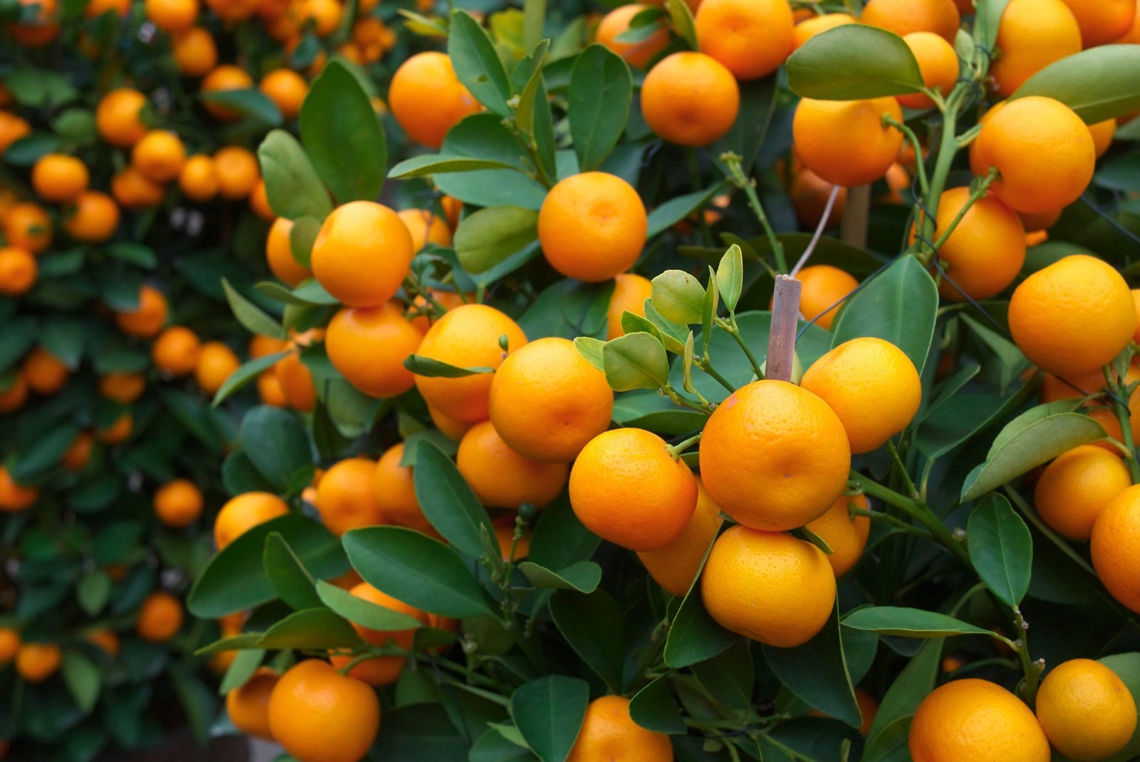 Tangerine Mandarin Orange Citrus Reticulata Fruit Tree Seeds