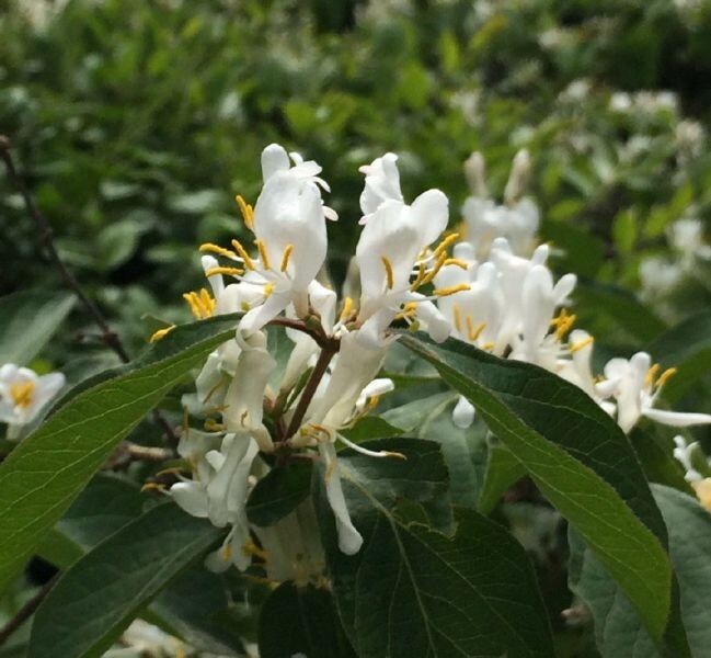 Winter Honeysuckle Lonicera Fragrantissima 50 Seeds