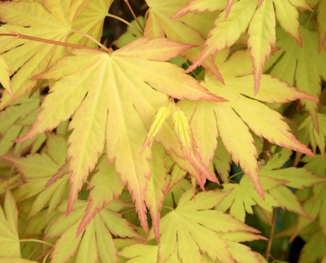 Japanese Maple 'Summer Gold' (Acer Palmatum)