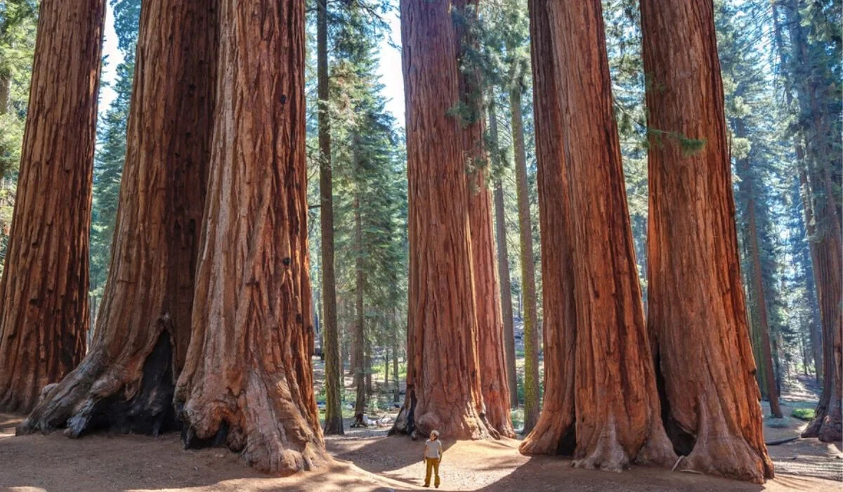 Coast Redwood Live Tree Seedling — 2 Plants