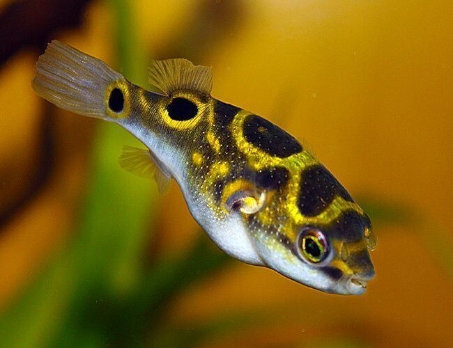 Exotic Nano Figure 8 Puffer Fish – Live Freshwater Aquarium...