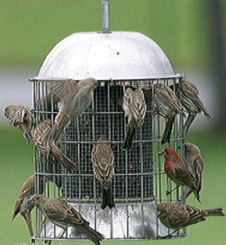 Wild Bird Feeder, Stainless Steel, Large