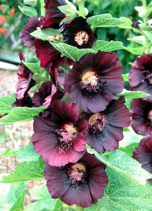 Nigra Hollyhock Alcea Rosea Deep Red-Black 50 Seeds Non-GMO