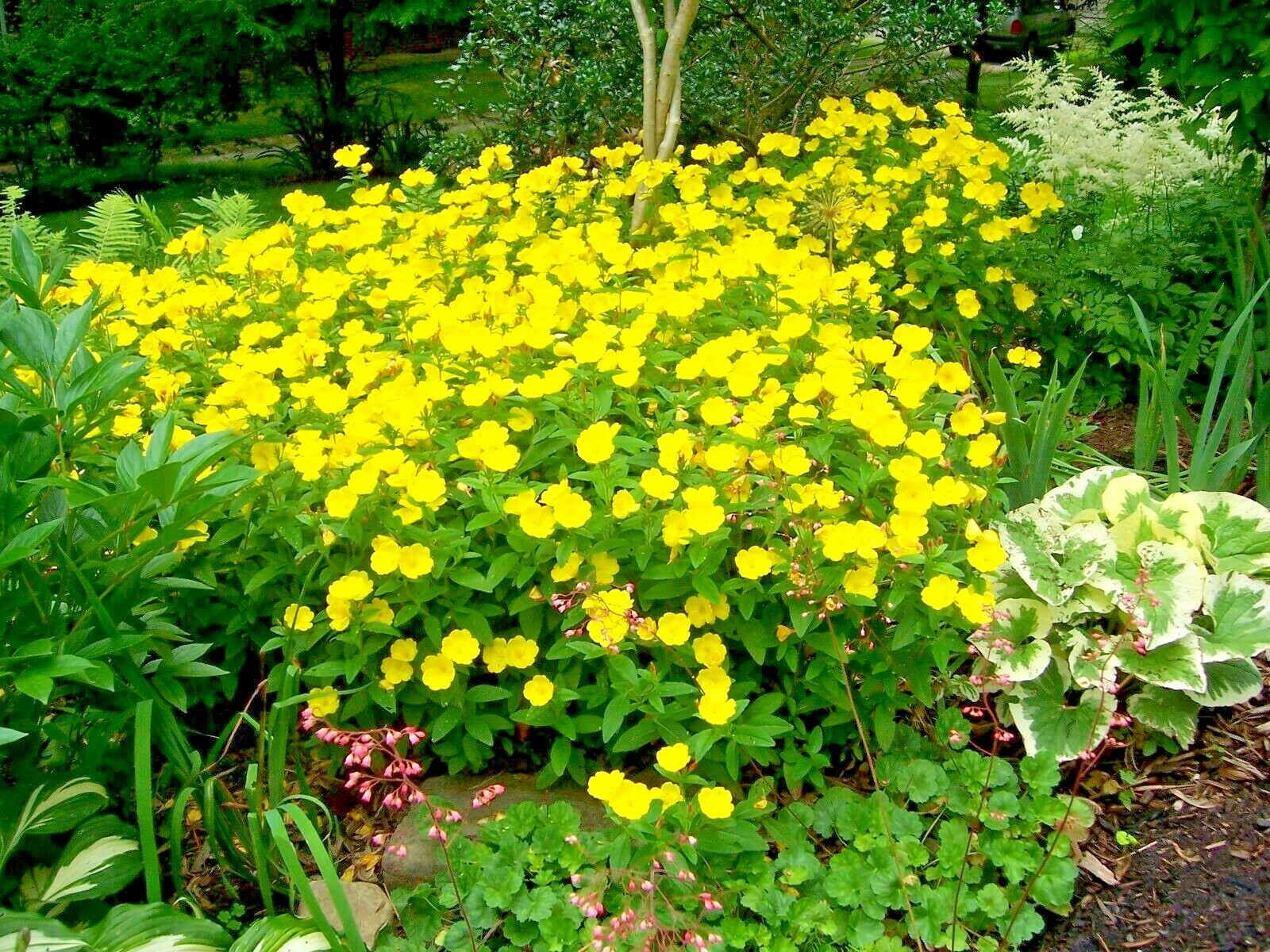 Evening Primrose Flower Seeds — Annual Wildflower for Garden...