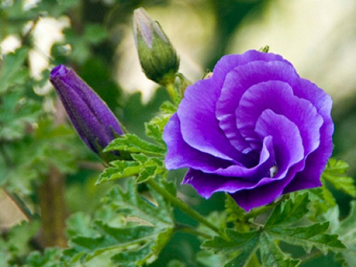 Alyogyne Huegelii Blue Hibiscus 10 Seeds
