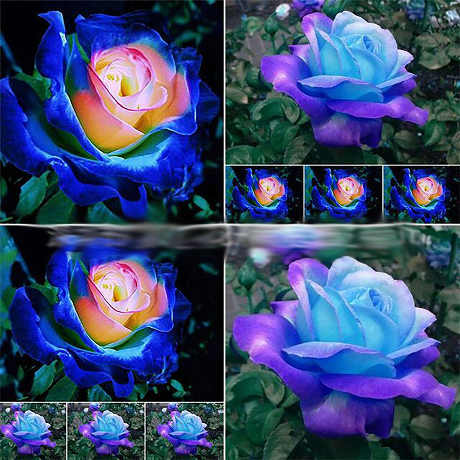 Midnight Blue Black Duo Color Rose 100 Seeds