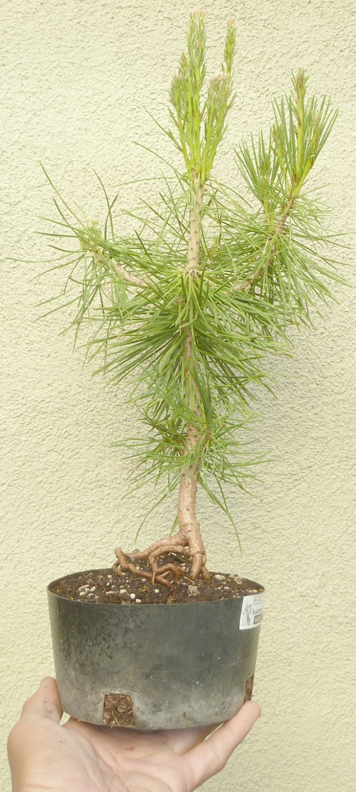 Japanese Black Pine Pre-Bonsai Dwarf Shohin