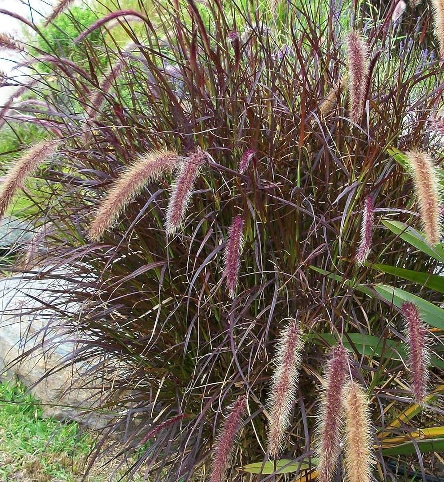 Purple Fountain Grass Pennisetum Setaceum Dark Burgundy Seed...