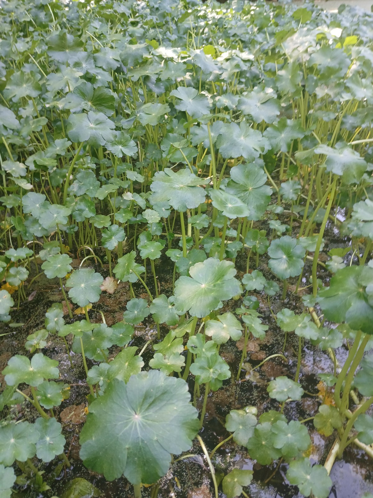 Pennywort Perennial Broadleaf. Big 10 Root Bundle.