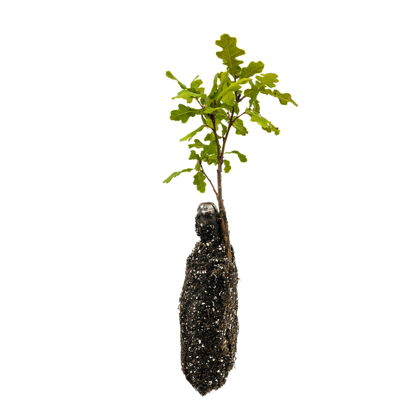 Valley Oak Medium Tree Seedling by The Jonsteen Company
