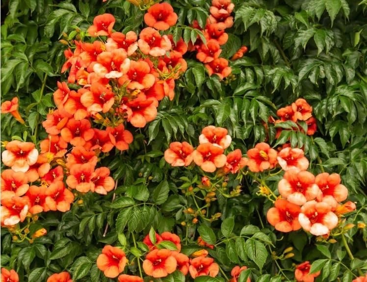 Trumpet Creeper Vine Seedlings for Planting