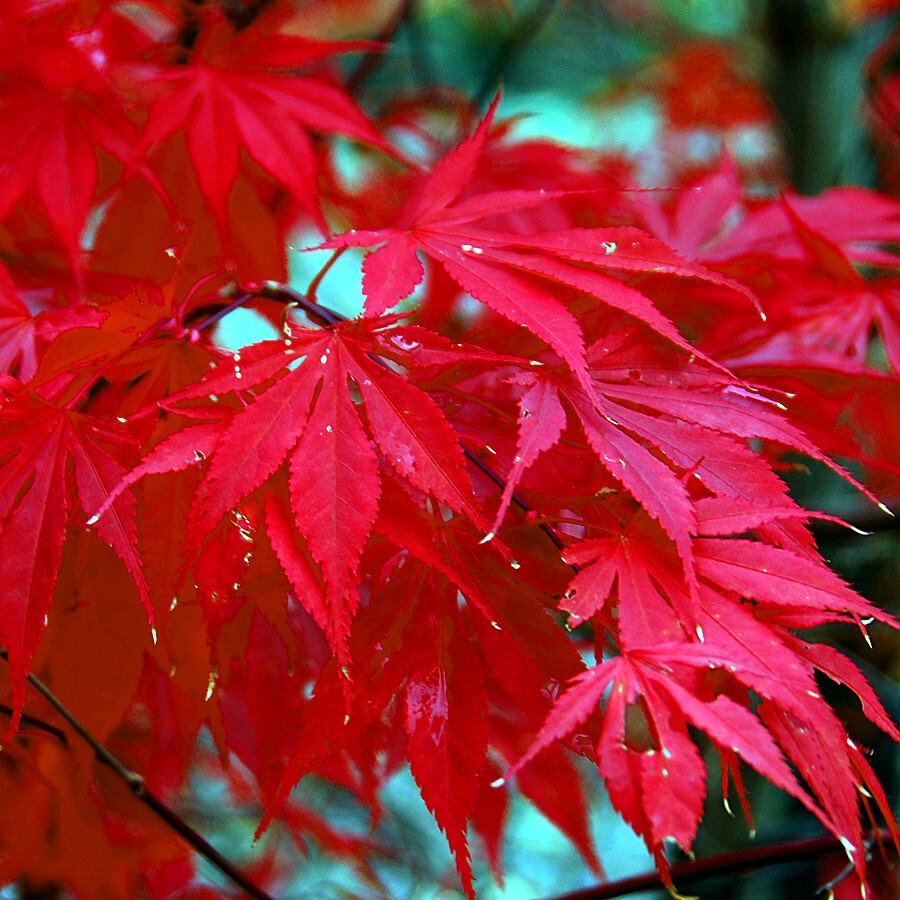 Red Japanese Maple Tree Seeds Palmatum atropurpureum - Cold...