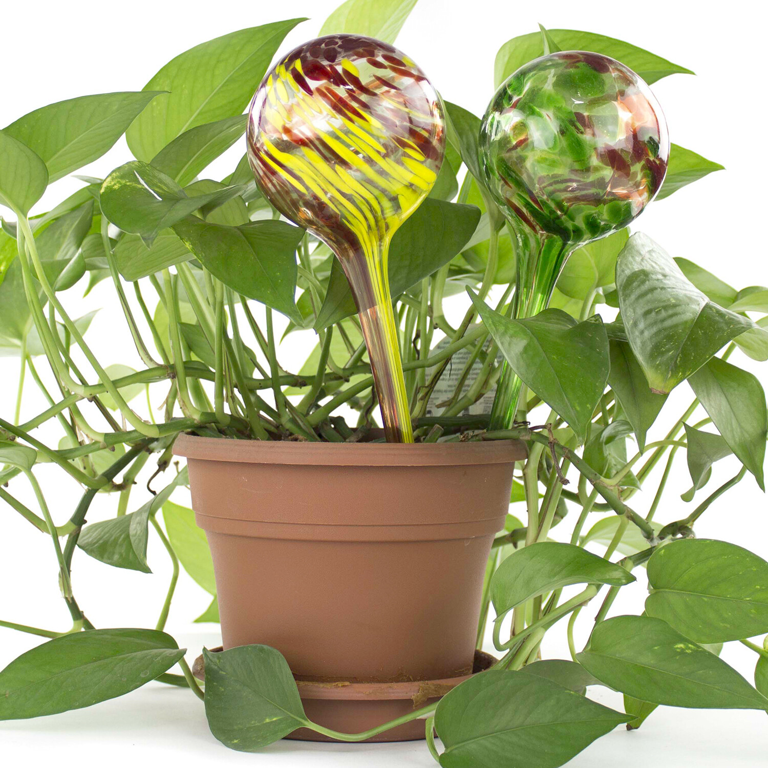 Stylish Plant Watering Glass Bulbs Kit - 2 Pack